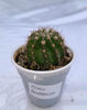 Echinopsis panarotto