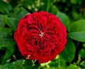 Tess (tufa) 60