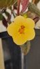 Yellow Beauty- nr 3
