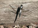 Dragon Fly