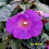 Img.2024.06.09