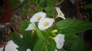 Solanum rantonnetii