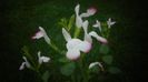 Salvia hot lips