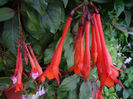 Fucsia