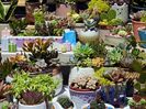 Ottawa - ChinaTown - Cactus 1