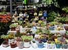 Ottawa - ChinaTown - Cactus 2