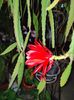 Epiphyllum hybr.