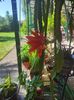 Epiphyllum hybr.
