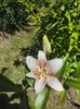 Lilium asiaticum"Sweet Zanica"