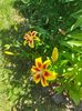 Lilium asiaticum "Viva la vida"