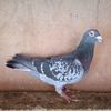 Mascul 08-006