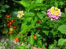 Lantana