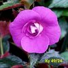 Img.2024.06.14
