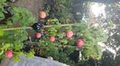 IMG-20240607-WA0006