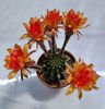 Echinopsis battiato