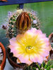 Echinopsis hb Consolation