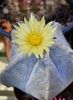 Astrophytum myriostigma ( altul)