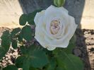 White O'hara