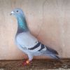 Mascul 23-532