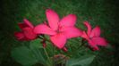 Jatropha integerrima