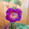Aurika s Purple Haze