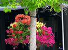 Flowers 2 in Little Italy,Ottawa ON