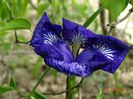 I see stars (sibirica)