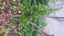 IMG-20240522-WA0003