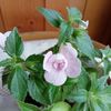 Double Pink Rose
