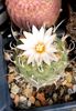 Cel mai harnic cactus in 2024- turbinicarpus