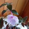 Peach Blossom