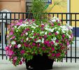 Flowers in Little Italy 3,Ottawa ON