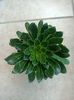 Lewisia Mountain Dreams