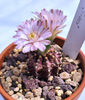 Gymnocalycium mihanovichii T-lux