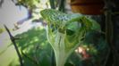 Ceropegia sandersonii,"curioasa"