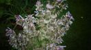 Salvia sclarea