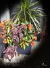 Flowers in Little Italy 9 ,Ottawa ON