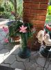 Zephyranthes rosea
