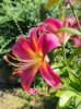 Lilium asiaticum hybr.