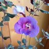 Purple Mystery