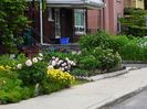 Flowers in Little Italy 7 ,Ottawa ON