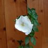 White Glory