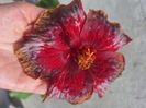 Moorea cardinal pourpre - 45 lei