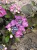 Img.2024.07.02