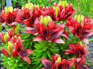 Flowers in Wakefield, QC