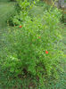 Primele flori