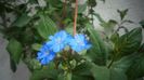 Ceratostigma plumbaginoides