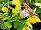 Hosta Sun Mouse