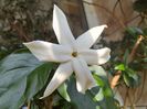 Jasmin sambac