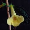 Yellow Beauty